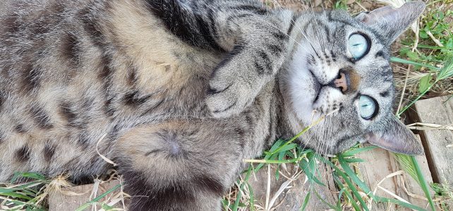 A esos seres maravillosos llamados gatos