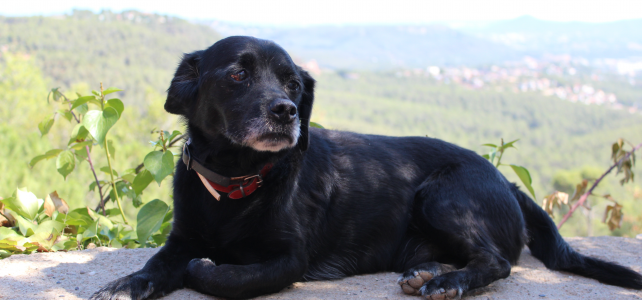 Adopta a un abuelo