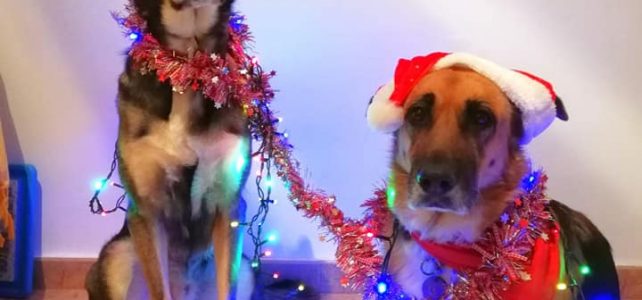 Luka, Balto, y la Señorita Calleja os desean a tod@s felices fiestas!